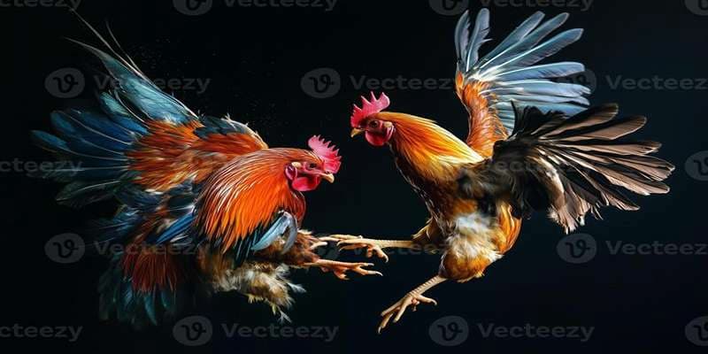 Bongvip - Sân chơi đá gà trực tuyến trải nghiệm an toàn